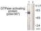 Rac GTPase Activating Protein 1 antibody, LS-C199034, Lifespan Biosciences, Western Blot image 