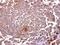 Glycophorin A (MNS Blood Group) antibody, PA5-27154, Invitrogen Antibodies, Immunohistochemistry paraffin image 