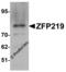 Zinc Finger Protein 219 antibody, 6231, ProSci, Western Blot image 
