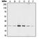 Tyrosine 3-Monooxygenase/Tryptophan 5-Monooxygenase Activation Protein Zeta antibody, orb214750, Biorbyt, Western Blot image 