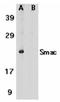 Diablo IAP-Binding Mitochondrial Protein antibody, ADI-905-244-100, Enzo Life Sciences, Western Blot image 