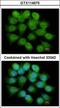 Proteasome 26S Subunit, ATPase 4 antibody, GTX114675, GeneTex, Immunofluorescence image 