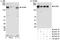 ERBB2 antibody, A300-621A, Bethyl Labs, Immunoprecipitation image 