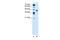 Solute Carrier Family 35 Member C1 antibody, A09222, Boster Biological Technology, Western Blot image 