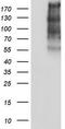 Thyroglobulin antibody, CF804409, Origene, Western Blot image 