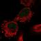 Chromosome 12 Open Reading Frame 10 antibody, PA5-58473, Invitrogen Antibodies, Immunofluorescence image 