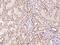 WW Domain Containing Oxidoreductase antibody, GTX02220, GeneTex, Immunohistochemistry paraffin image 