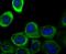 Galectin 1 antibody, NBP2-75499, Novus Biologicals, Immunofluorescence image 
