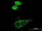 Solute Carrier Family 16 Member 1 antibody, H00006566-B01P, Novus Biologicals, Immunocytochemistry image 