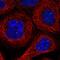 Dynein Assembly Factor With WD Repeats 1 antibody, NBP1-92591, Novus Biologicals, Immunofluorescence image 
