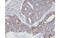 Actin Related Protein 2/3 Complex Subunit 3 antibody, MBS835403, MyBioSource, Immunohistochemistry frozen image 