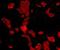 Serpin Family B Member 5 antibody, orb11025, Biorbyt, Immunofluorescence image 