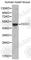 8-Oxoguanine DNA Glycosylase antibody, A1384, ABclonal Technology, Western Blot image 