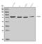 Tripartite Motif Containing 16 antibody, A09514-4, Boster Biological Technology, Western Blot image 