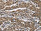 Interferon Gamma Receptor 2 antibody, CSB-PA149561, Cusabio, Immunohistochemistry frozen image 