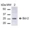 EPF antibody, SPC-655D, StressMarq, Western Blot image 