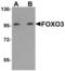 Forkhead Box O3 antibody, LS-B5284, Lifespan Biosciences, Western Blot image 