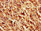 Galectin 1 antibody, CSB-PA012882HA01HU, Cusabio, Immunohistochemistry frozen image 