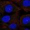 Mitotic Spindle Organizing Protein 2A antibody, HPA052623, Atlas Antibodies, Immunofluorescence image 