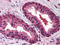 Cullin 2 antibody, A02986, Boster Biological Technology, Immunohistochemistry frozen image 
