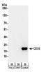 CD3 antibody, A304-291A, Bethyl Labs, Western Blot image 