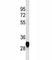 Proteolipid Protein 1 antibody, F40397-0.4ML, NSJ Bioreagents, Western Blot image 