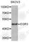 Early Growth Response 3 antibody, A7669, ABclonal Technology, Western Blot image 