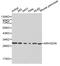 Rho GDP Dissociation Inhibitor Alpha antibody, LS-C192476, Lifespan Biosciences, Western Blot image 