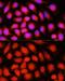 DnaJ Heat Shock Protein Family (Hsp40) Member B14 antibody, GTX65594, GeneTex, Immunofluorescence image 