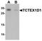 Tctex1 Domain Containing 1 antibody, TA320137, Origene, Western Blot image 