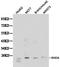 Ras Homolog Family Member A antibody, LS-C192654, Lifespan Biosciences, Western Blot image 