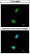 Zinc Finger Protein 408 antibody, GTX116843, GeneTex, Immunocytochemistry image 