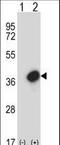 General transcription factor IIE subunit 2 antibody, LS-C166725, Lifespan Biosciences, Western Blot image 