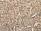 NADH:Ubiquinone Oxidoreductase Subunit A5 antibody, CSB-PA796983, Cusabio, Immunohistochemistry paraffin image 