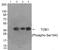 Transducer Of ERBB2, 1 antibody, AP55833PU-N, Origene, Western Blot image 