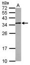 Myo-Inositol Oxygenase antibody, NBP2-15030, Novus Biologicals, Western Blot image 