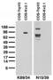 Transient Receptor Potential Cation Channel Subfamily V Member 3 antibody, 73-070, Antibodies Incorporated, Western Blot image 