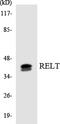 RELT TNF Receptor antibody, LS-B11459, Lifespan Biosciences, Western Blot image 