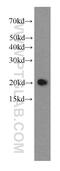 Stathmin 3 antibody, 66152-1-Ig, Proteintech Group, Western Blot image 