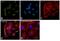 RAD51 Recombinase antibody, PA5-31144, Invitrogen Antibodies, Immunofluorescence image 