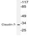 Claudin 7 antibody, AP21132PU-N, Origene, Western Blot image 