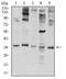 Elastase, Neutrophil Expressed antibody, NBP2-61657, Novus Biologicals, Western Blot image 