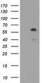 T-Complex 11 Like 2 antibody, CF501806, Origene, Western Blot image 