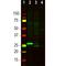 Secretagogin, EF-Hand Calcium Binding Protein antibody, M10629-2, Boster Biological Technology, Western Blot image 