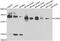 Landsteiner-Wiener blood group glycoprotein antibody, abx006952, Abbexa, Western Blot image 