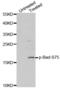 BCL2 Associated Agonist Of Cell Death antibody, abx000100, Abbexa, Western Blot image 