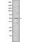 Pancreatic Lipase antibody, abx217836, Abbexa, Western Blot image 