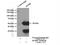 Splicing Factor 3b Subunit 4 antibody, 10482-1-AP, Proteintech Group, Immunoprecipitation image 