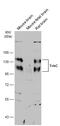 Neurotrophic Receptor Tyrosine Kinase 3 antibody, GTX107385, GeneTex, Western Blot image 