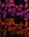Ro antibody, GTX64571, GeneTex, Immunofluorescence image 